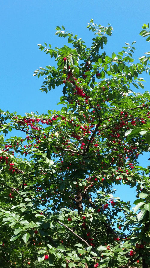 Prunier Cerisier acide, cerisier aigre ou griottier Prunus cerasus Montmorency