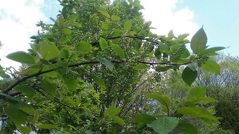Prunier, Cerisier de Virginie, Prunus virginiana 