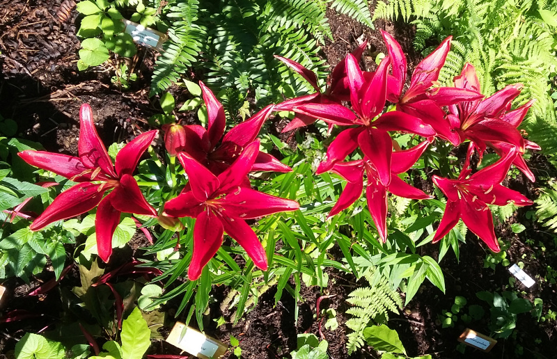 Lys, Asiatique, Lilium ×asiatique 'Red Pixie'