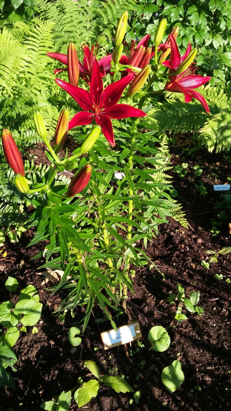 Lys, Asiatique, Lilium ×asiatique 'red Pixie'