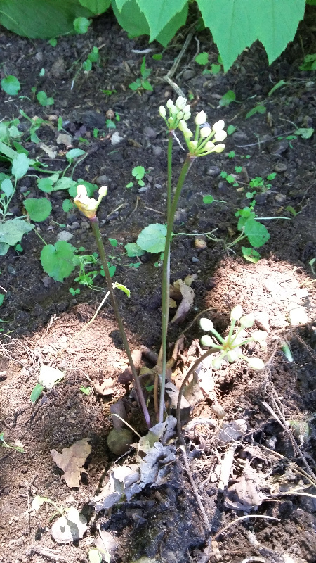 Ail, A&iuml;l des bois, poireau sauvage, Allium tricoccum 