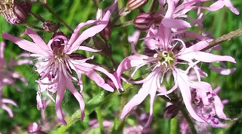 Lychnis fleur de coucou, œillet des prés ou œil-de-perdrix Lychnis flos-cuculi 