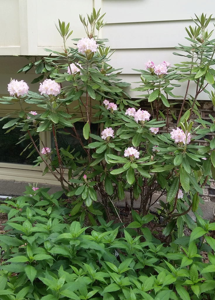 Rhododendron 'Mikkeli'
