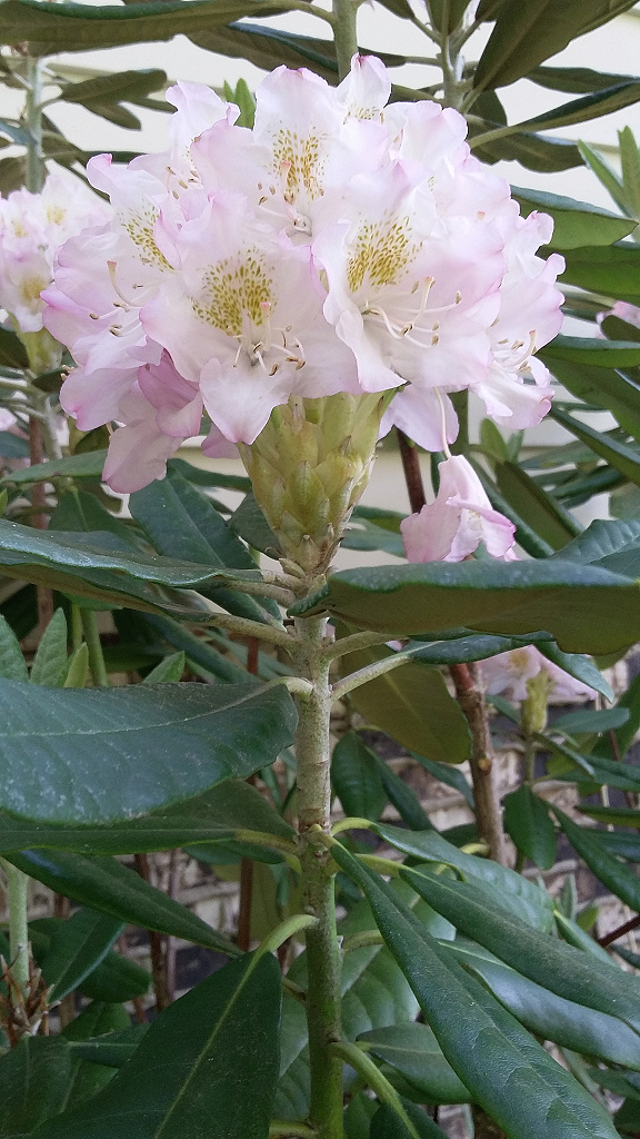 Rhododendron 'Mikkeli'