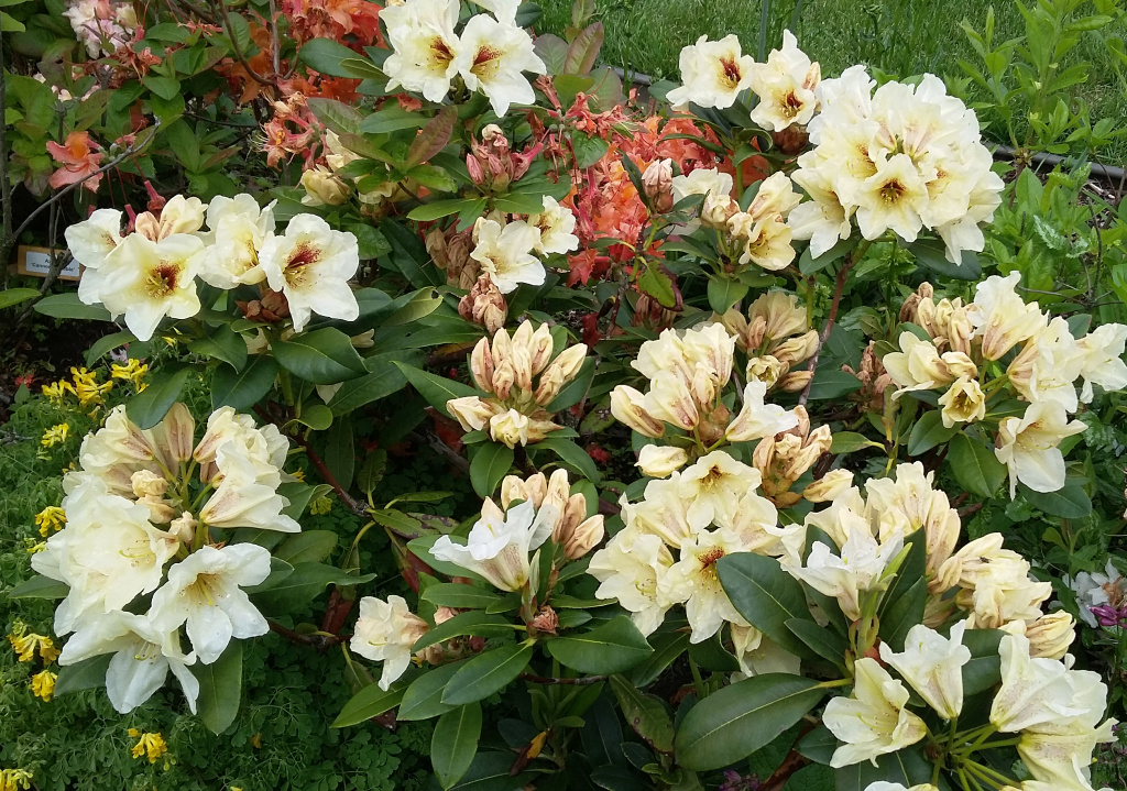 Rhododendron 'Holden&rsquo;s Solar Flair'