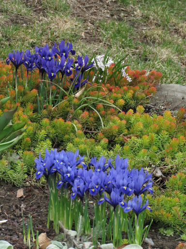 Iris reticulata 'harmony'
