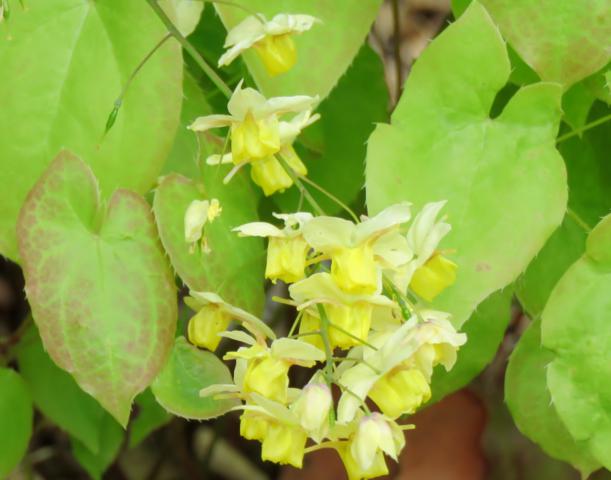 Epimède, fleur des elfes, Épimédium Epimedium ×versicolor Sulpheureum