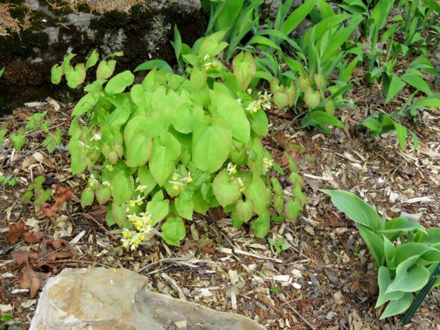 Epim&egrave;de, fleur des elfes, &#201;pim&eacute;dium, Epimedium ×versicolor 'Sulpheureum'