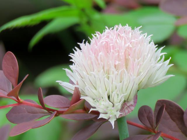Ail Ciboulette Allium schoenoprasum Black Isle Blush