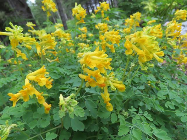 Corydale, Corydale jaune, Corydalis lutea 