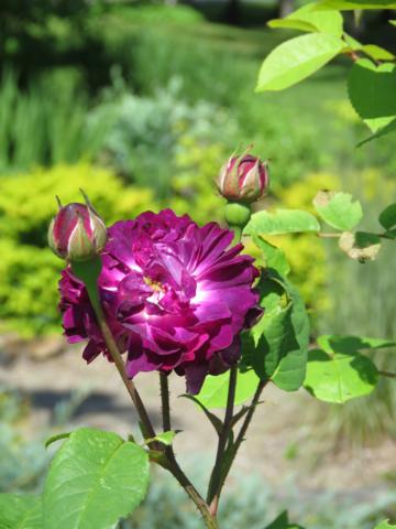 Rosier, &eacute;glantier, Rosa gallica 'Cardinal de Richelieu'