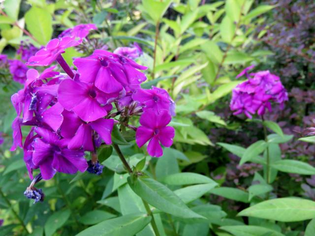 Phlox paniculé, phlox des jardins Phlox paniculata Flame Purple