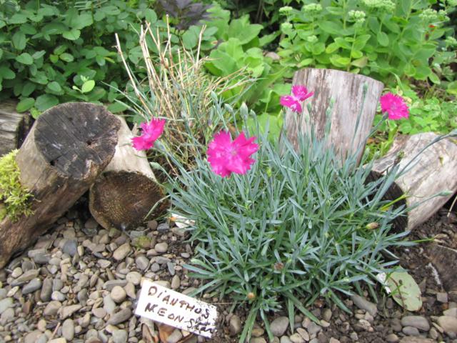 Oeillet Oeillet de Grenoble Dianthus gratianopolitanus Neon Star