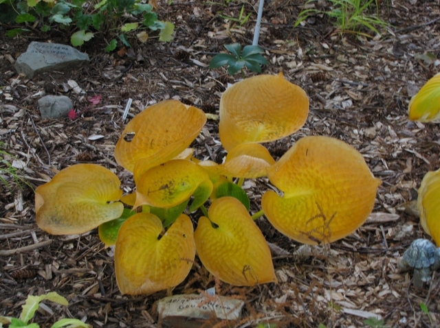 Hosta ×hybrida 'Abiqua Drinking Gourd'