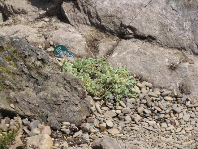 C&eacute;raiste, C&eacute;raiste des Alpes, Cerastium alpinum 'Latanum'