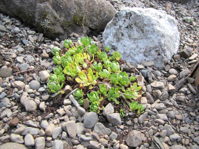 Saxifrage, Saxifrage panicul&eacute;e aizoon, Saxifraga paniculata 'Aizoon'