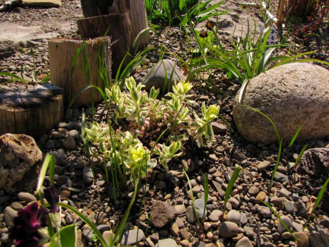 Euphorbe, Euphorbia polychroma 'First Blush'