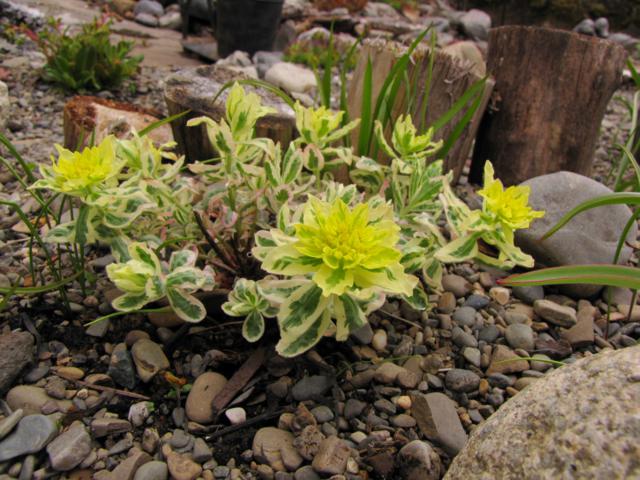 Euphorbe, Euphorbia polychroma 'First Blush'