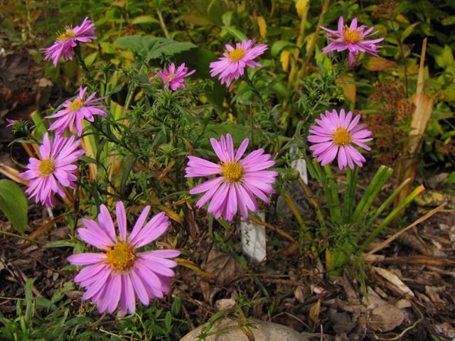 Aster de Nouvelle&#8211;Angleterre, Aster dumosus 'Wood&rsquo;s Pink'