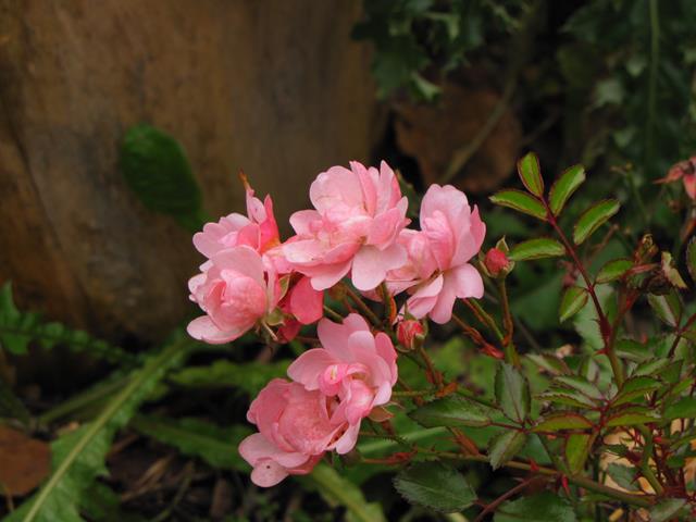 Rosier, &eacute;glantier, Rosa ×polyantha 'The Fairy'