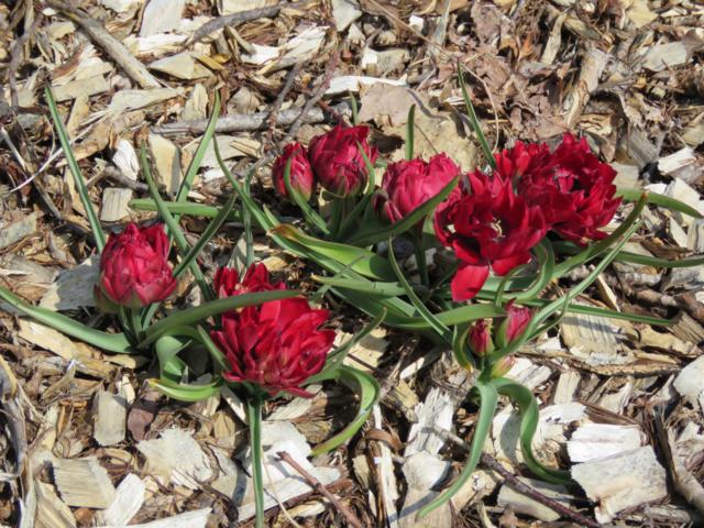 Tulipe, tulipes Tulipe Botanique Tulipa humilis Tête à Tête