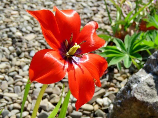 Tulipe, tulipes, Tulipe Botanique, Tulipa humilis 'Linifolia'
