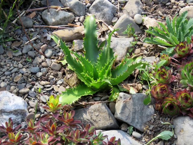 Panicaut, Eryngium agavifolium 