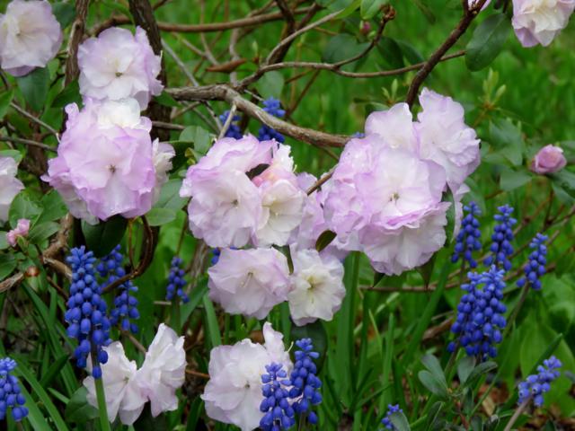 Rhododendron 'PJM Regal'
