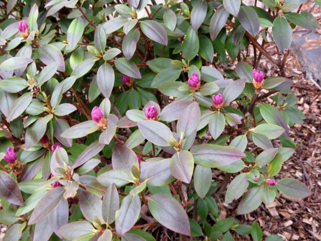 Rhododendron PMJ Compacta