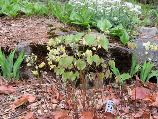 Epim&egrave;de, fleur des elfes, &#201;pim&eacute;dium, Epimedium ×versicolor 'sulphureum'