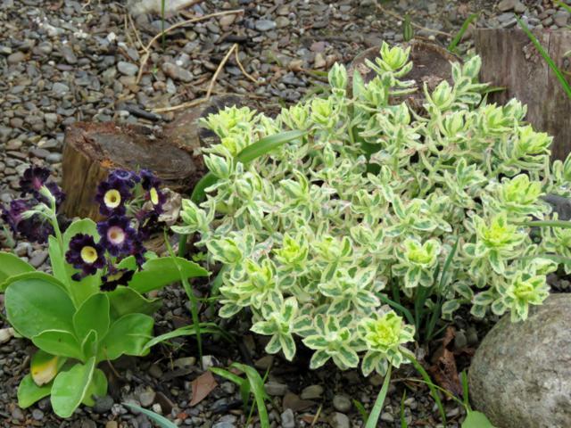 Euphorbe Euphorbia polychroma First Blush
