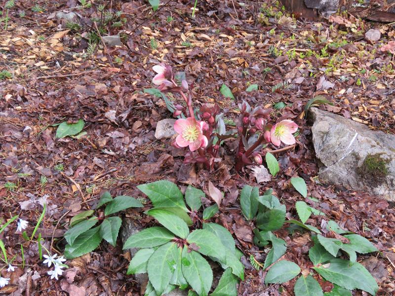 Hellébore Helleborus ×ballardiae HGC Pink Frost