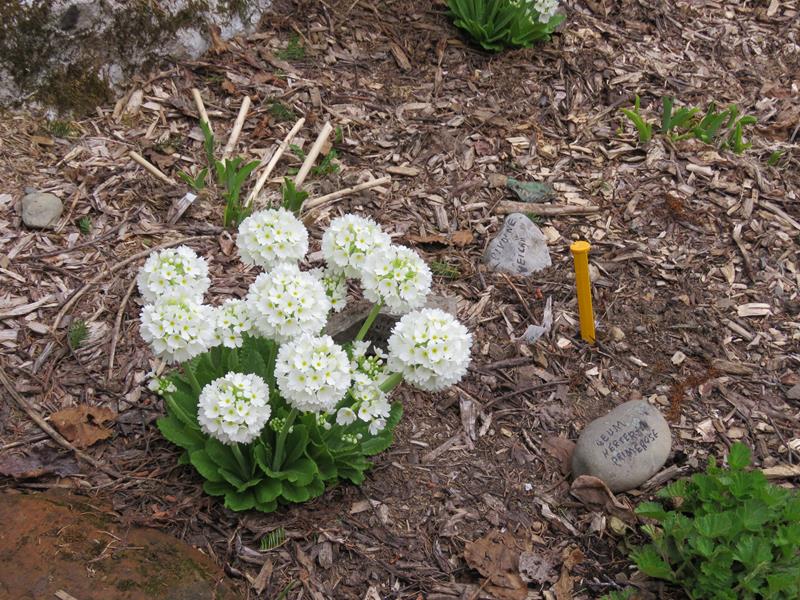 Primev&egrave;re, primulas, Primev&egrave;re, Primula denticulata 'blanche'