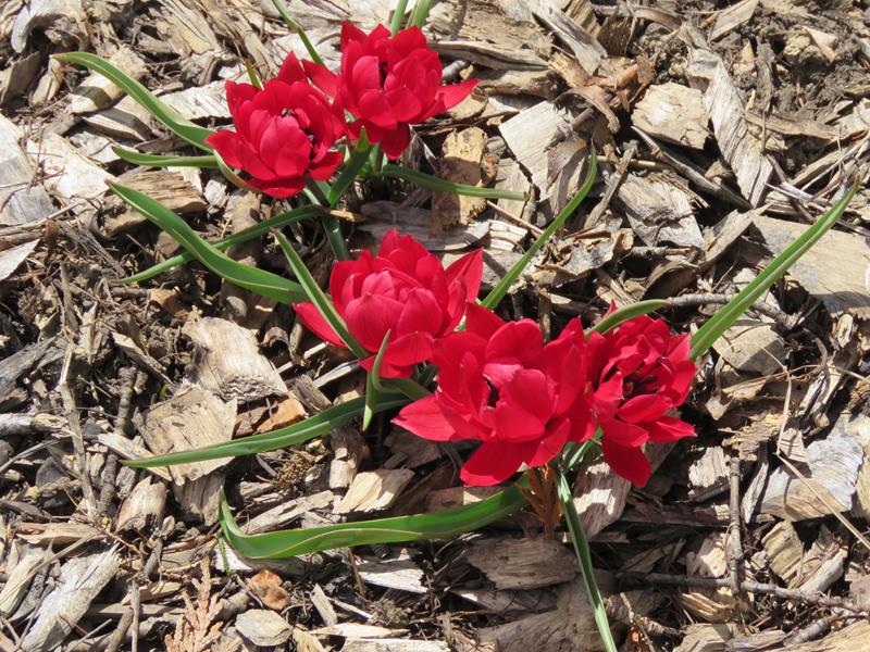 Tulipe, tulipes, Tulipe Botanique, Tulipa humilis 'T&ecirc;te &agrave; T&ecirc;te'