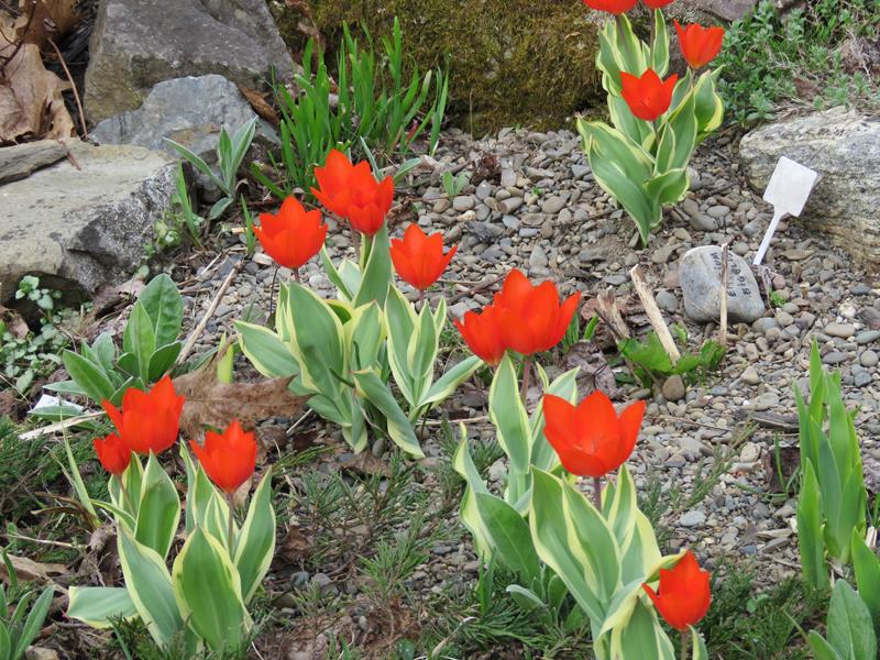 Tulipe, tulipes, Tulipa praestans 'Unicum'
