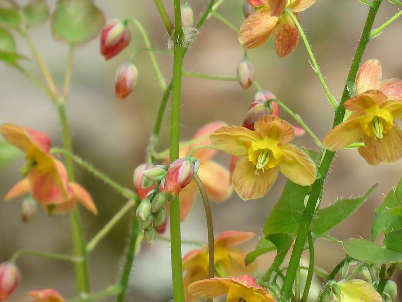 Epim&egrave;de, fleur des elfes, &#201;pim&eacute;dium, Epimedium ×warleyense 'Orangekonigin'
