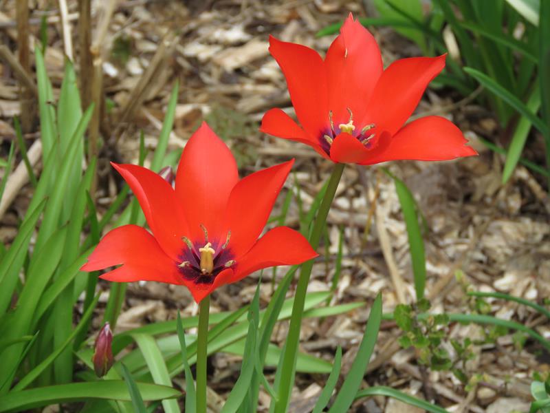 Tulipe, tulipes Tulipa linifolia 