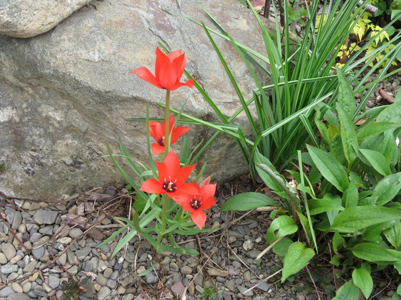 Tulipe, tulipes, Tulipa linifolia 