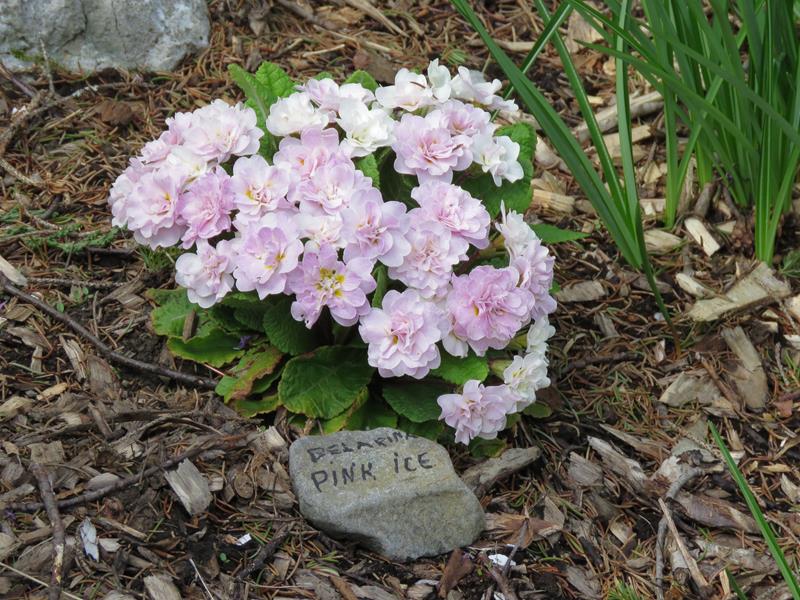 Primevère, primulas Primevère commune, Primevère acaule, Primevère des jardins Primula vulgaris Belarina Pink Ice