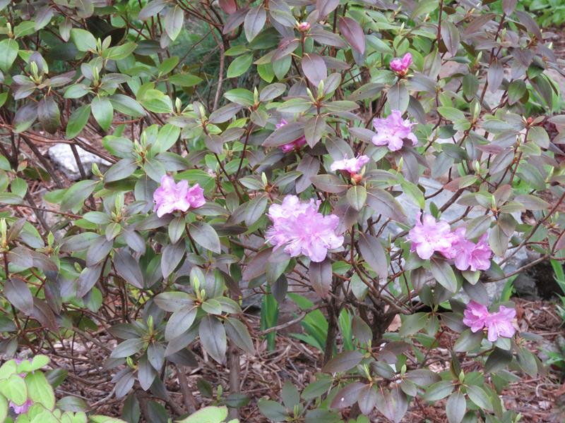 Rhododendron 'PJM compacta'