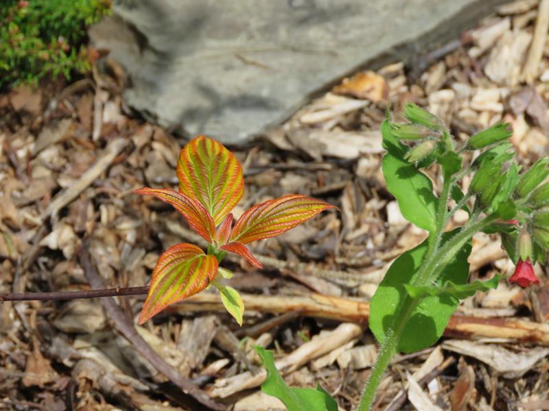 Cornouiller Cornouiller à feuilles alternes Cornus alternifolia Golden Shadows