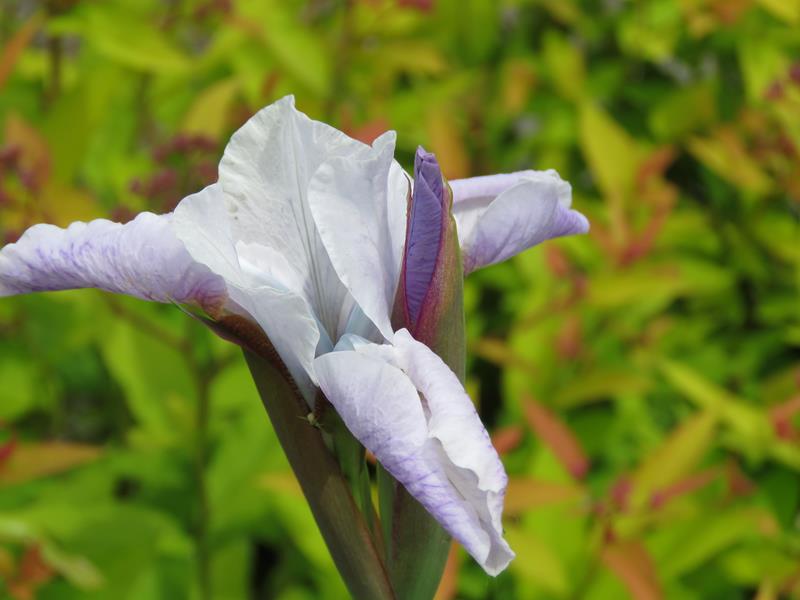 Iris de Sib&eacute;rie, Iris sibirica 'Roanoke&rsquo;s Choice'