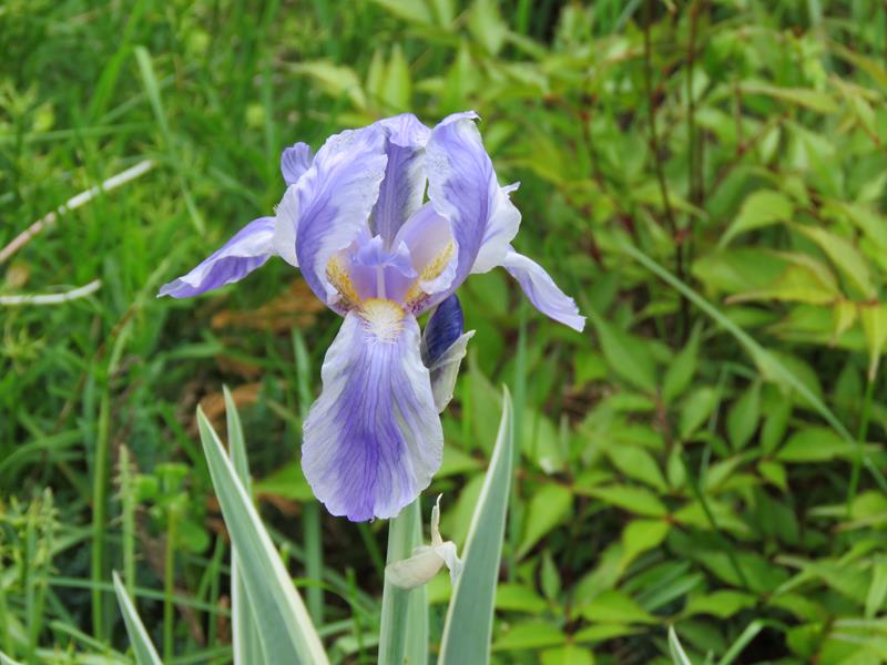 Iris de Dalmatie, Iris pallida 'Variegata'