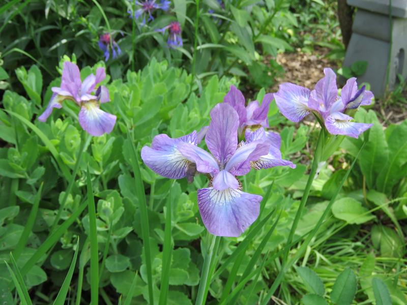 Iris de Sib&eacute;rie, Iris sibirica 'Sparkling Rose'