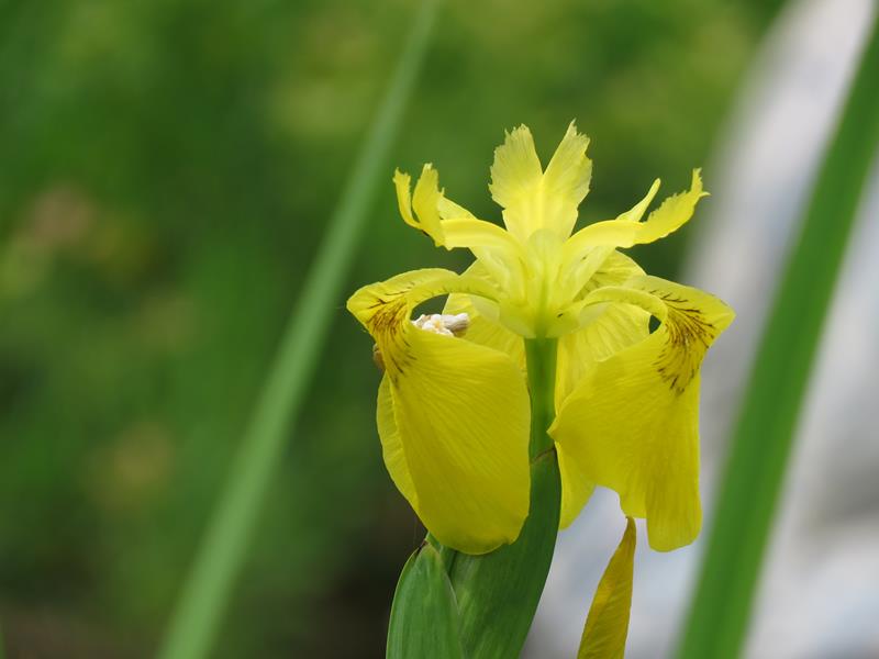 L&rsquo;iris des marais, iris faux acore, iris jaune, Iris pseudacorus 
