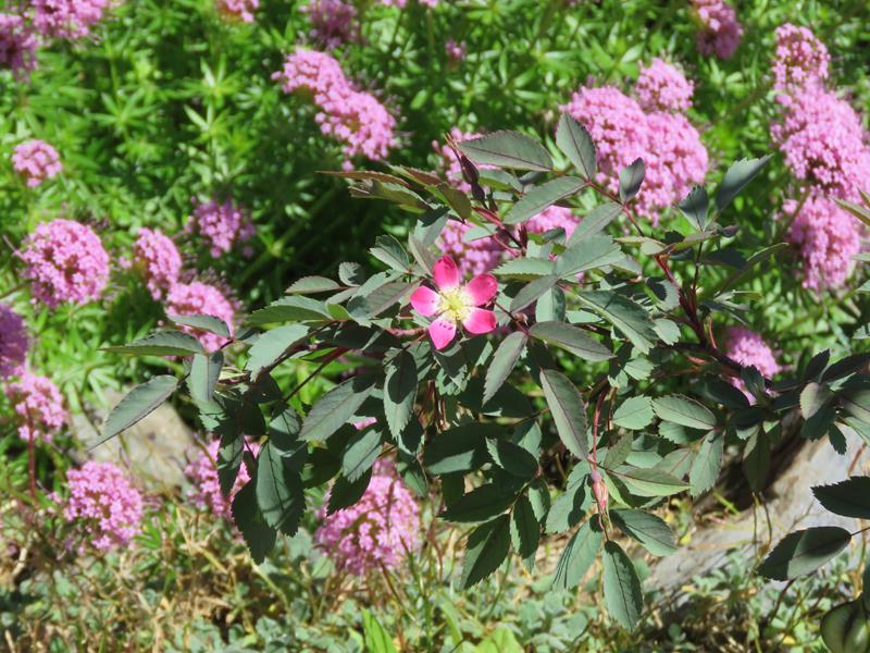 Rosier, &eacute;glantier, Rosier &agrave; feuilles rouges, rubrifolia, Rosa glauca 