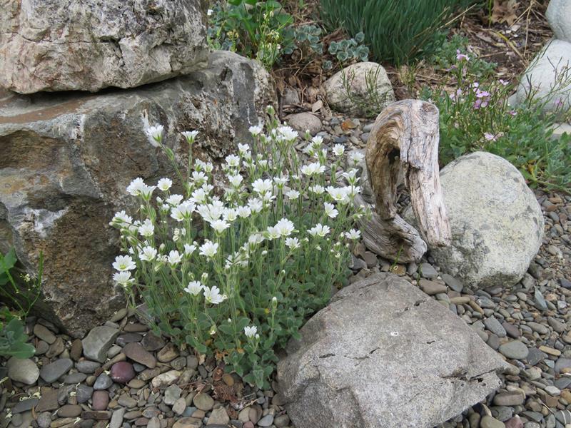C&eacute;raiste, C&eacute;raiste des Alpes, Cerastium alpinum 'lanatum'