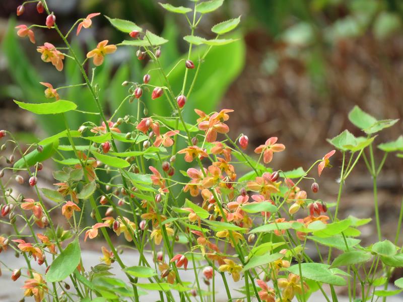 Epimède, fleur des elfes, Épimédium Epimedium ×warleyense Orangekonigin