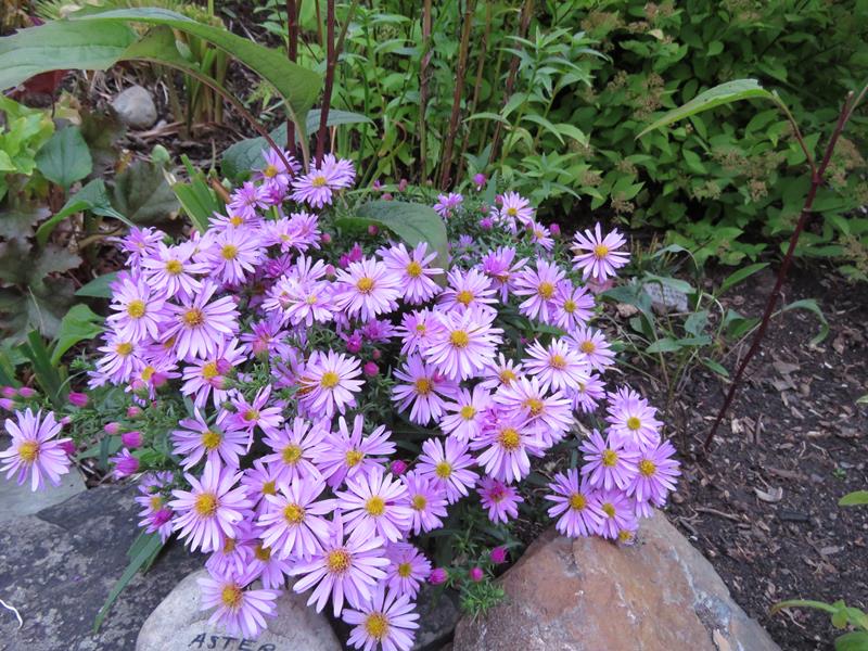 Aster de Nouvelle&#8211;Angleterre, Aster dumosus 'Wood s&rsquo; Pink'