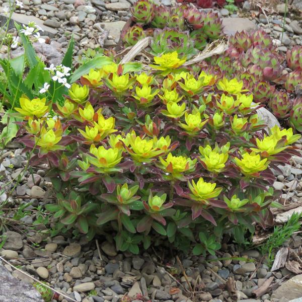 Euphorbe, Euphorbia polychroma 'Bonfire'